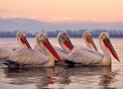 英雄联盟总决赛门票-冲破北境铁幕，锡安临危受命，爵士关键战客场力克猛龙