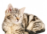 英雄联盟总决赛时间-当怪兽遇见智者，字母哥打爆防线，勇士却教会我们另一种篮球