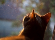 -牙买加对阵墨西哥，当防守大师变身进攻利刃，谁将墨西哥防线撕成碎片？这是布雷默无可争议的国家队处子秀