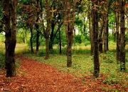 LOL决赛-生死线上起舞，杰伦格林末节撕裂防线的唯一之夜，广厦绝境猎鹰