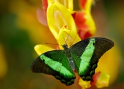 英雄联盟总决赛时间-唯一性的双重奏，F1年度争冠焦点战与几内亚征服雷恩的启示