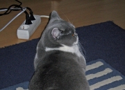 LOL决赛-欧冠赛场惊现平行时空？威尔士红龙横扫尼日利亚超级雄鹰的魔幻一夜