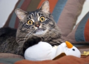 英雄联盟总决赛2025-南美风暴席卷北欧，一场篮球场上的欧冠淘汰赛