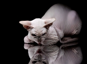 英雄联盟总决赛赛程-太阳生死战轻取热火，范弗利特三分雨提前终结悬念