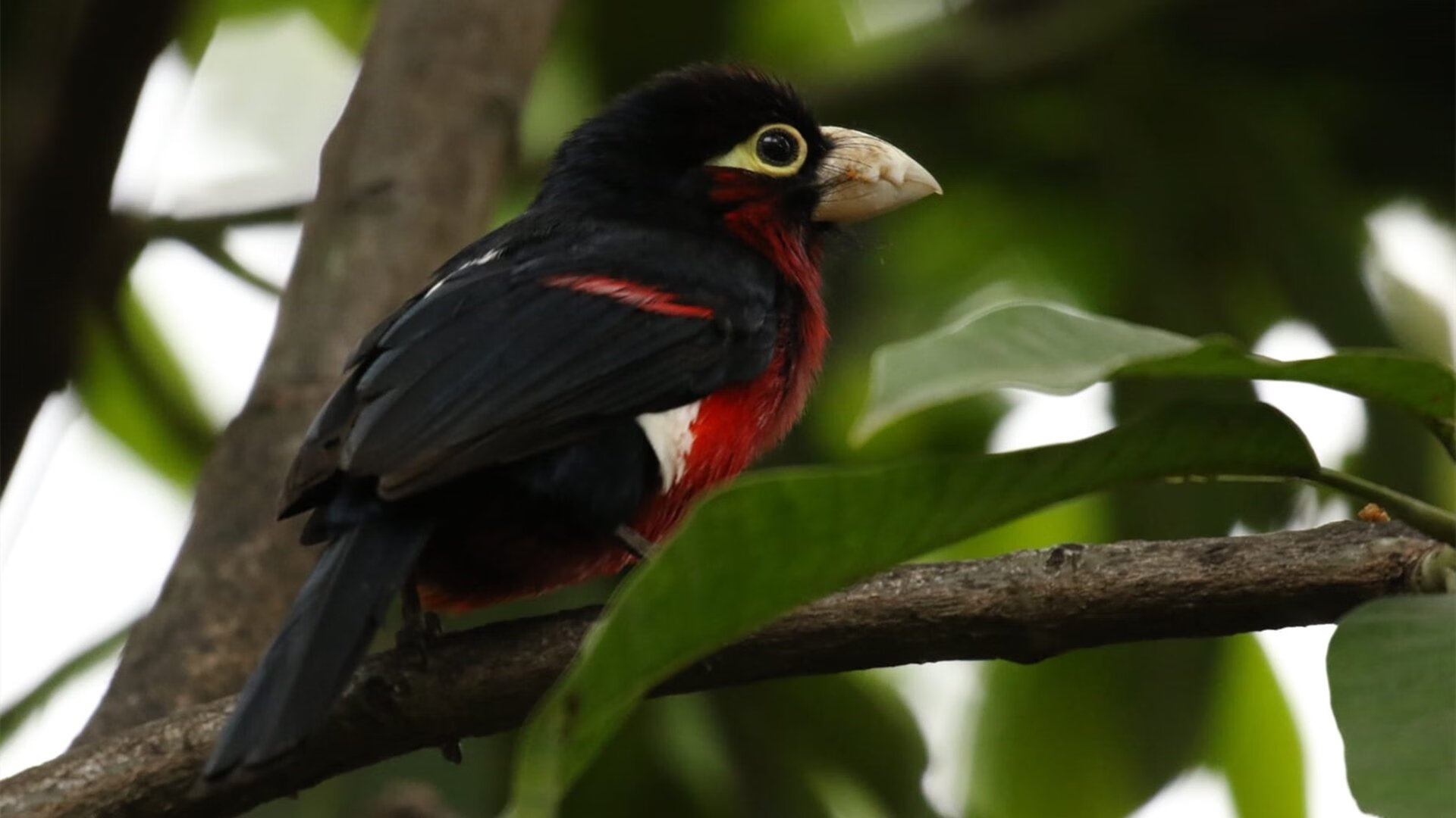 存在感拉满,奥亚尔萨瓦尔的唯一性表演引领加拿大加时取胜埃及