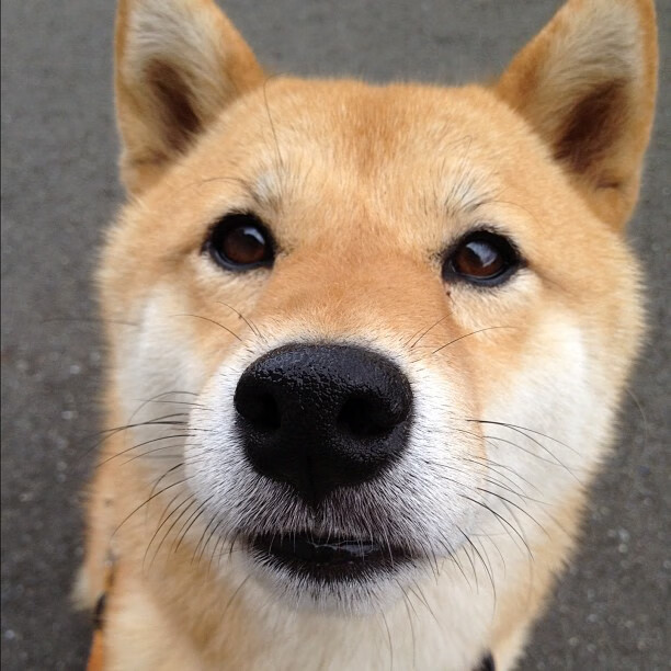 东岸意志响彻天空,德意志抉择掷地有声,当唯一性在最后一刻被定义