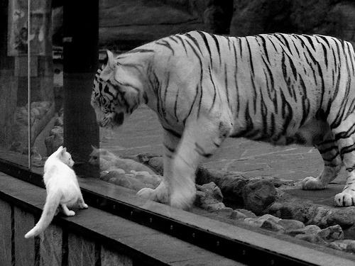 沸腾,当辽宁蓝与独行侠蓝在最后一秒交织成传说