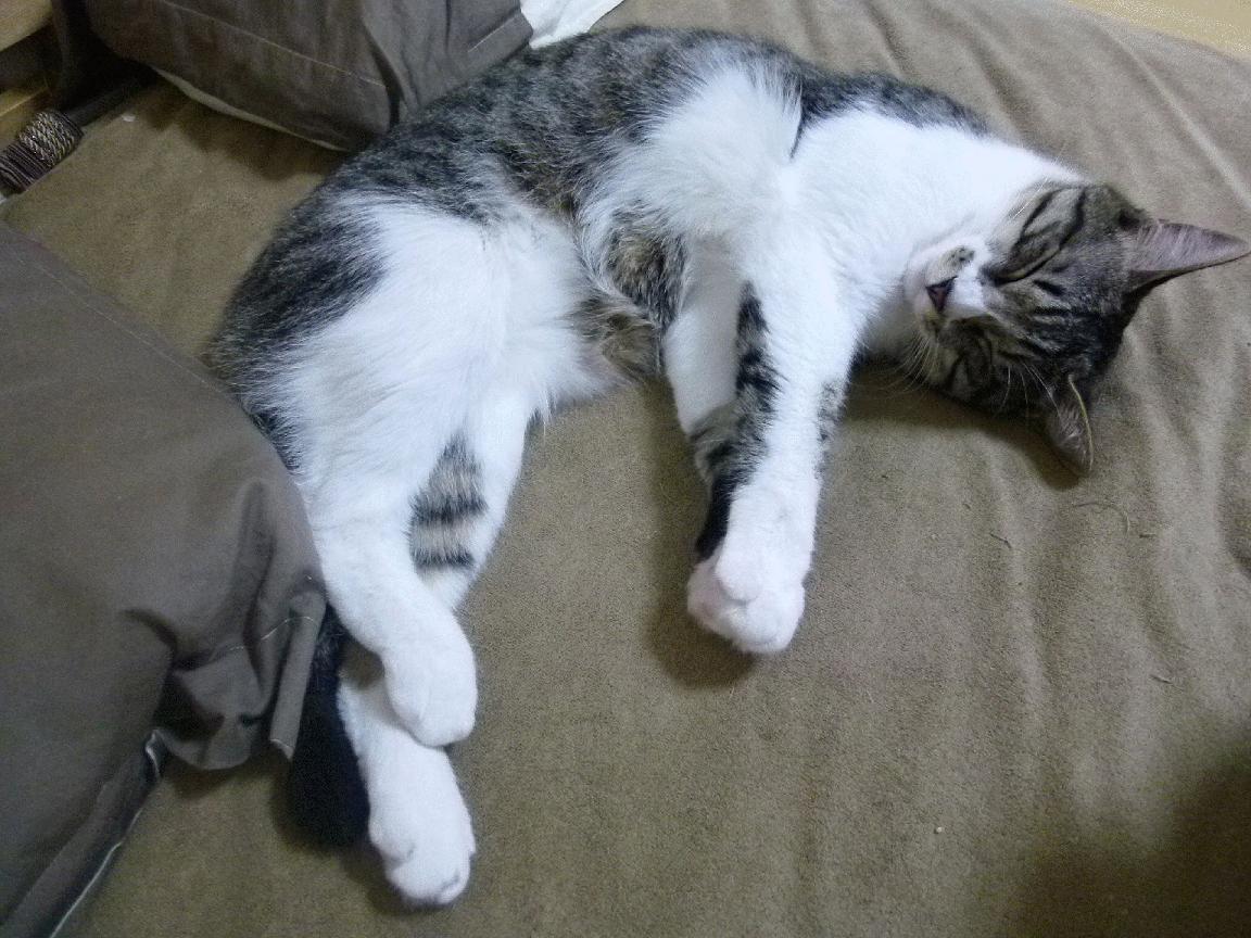 绝境压不垮的巨人!戈贝尔压力下统治级爆发,逆转猛龙诠释价值