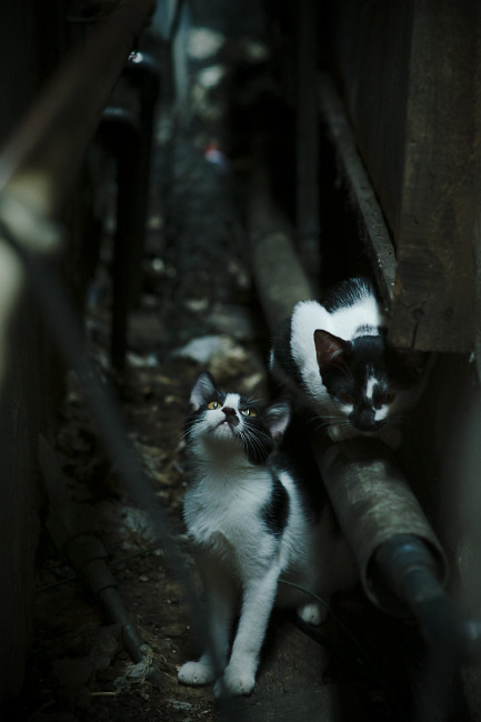 当怪兽遇见智者，字母哥打爆防线，勇士却教会我们另一种篮球