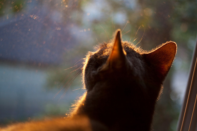 牙买加对阵墨西哥，当防守大师变身进攻利刃，谁将墨西哥防线撕成碎片？这是布雷默无可争议的国家队处子秀