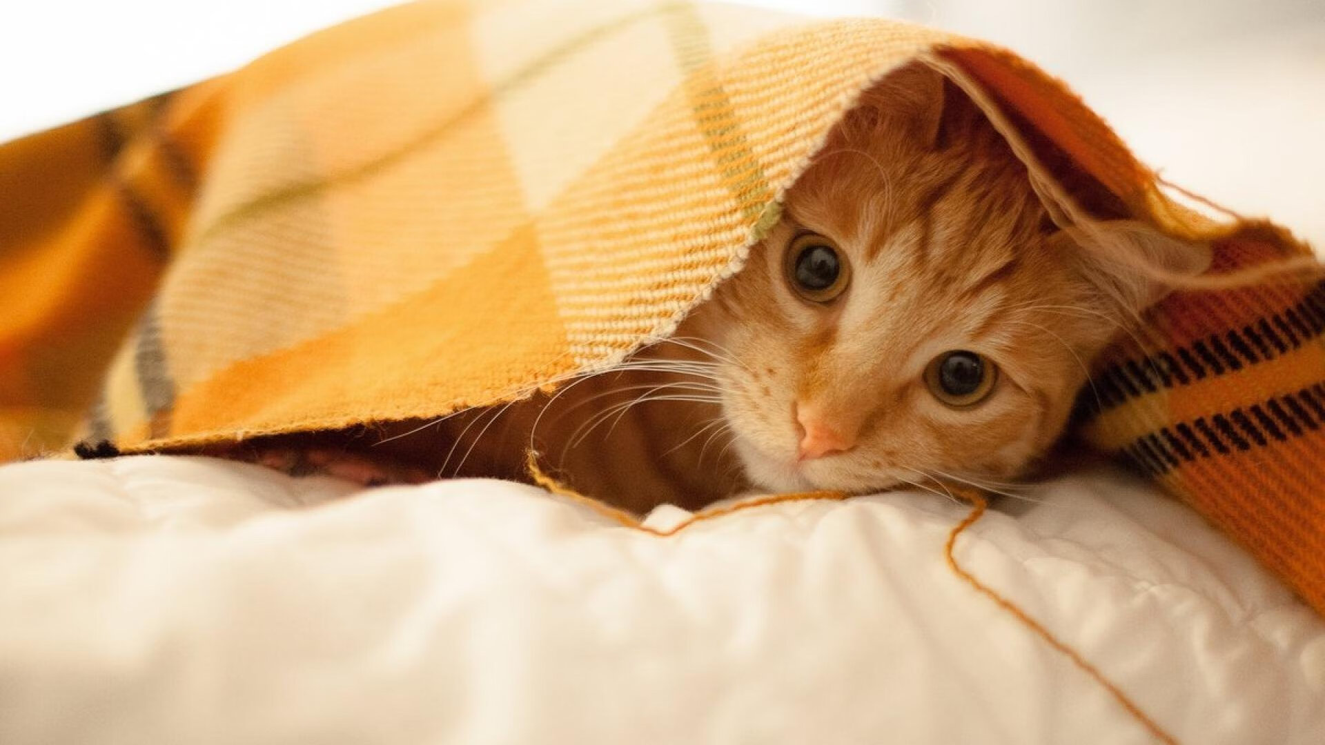 拜仁闪电战击溃切尔西！昔日替补巴尔韦德成决胜奇兵