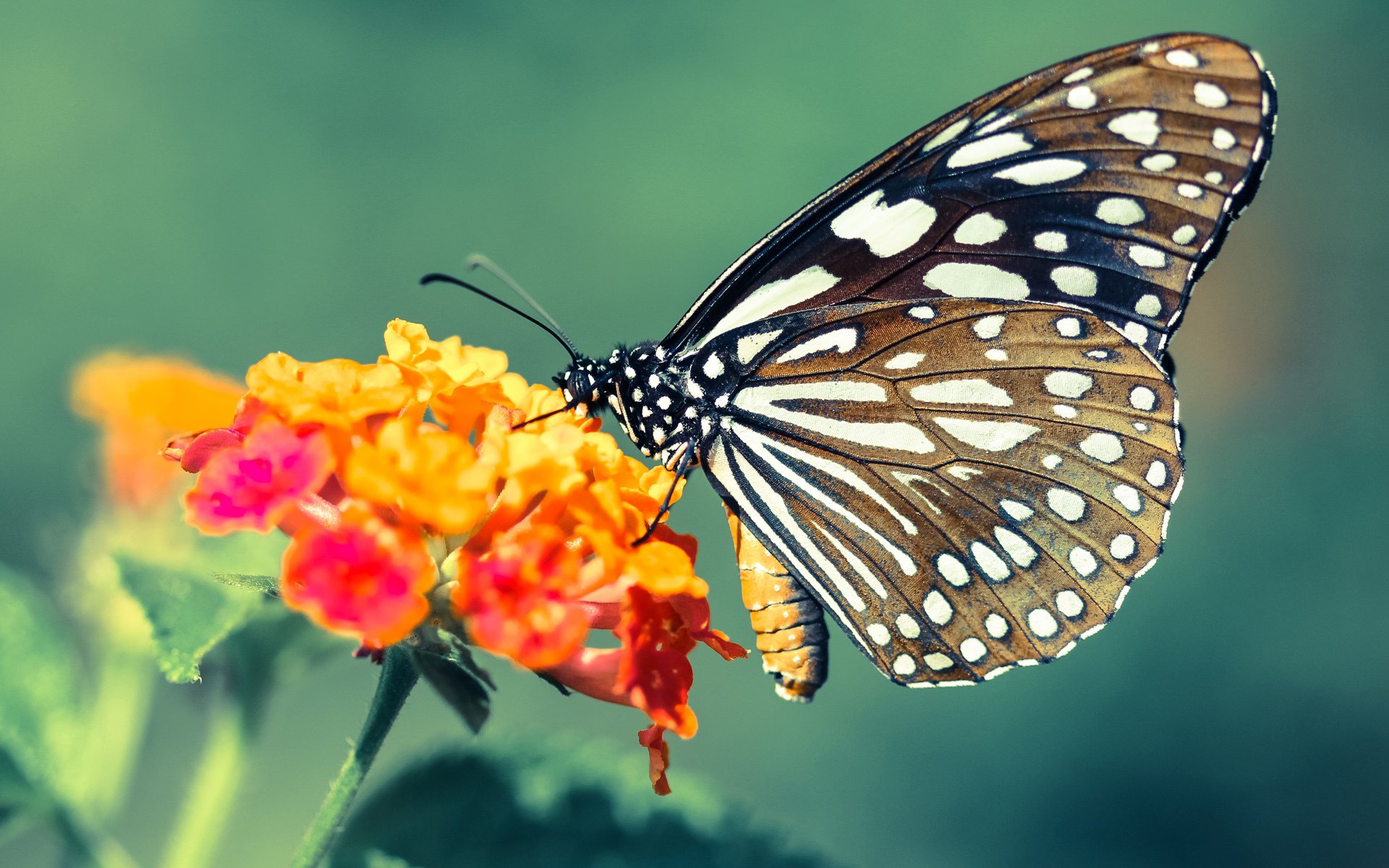 新星破晓，当恩佐的弧线刺穿黄黑之墙，莱比锡宣告新王当立