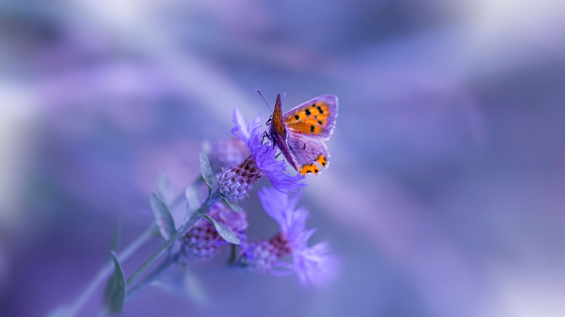 巴斯托尼摧毁荷兰防线，亚洲野性在黎明时苏醒