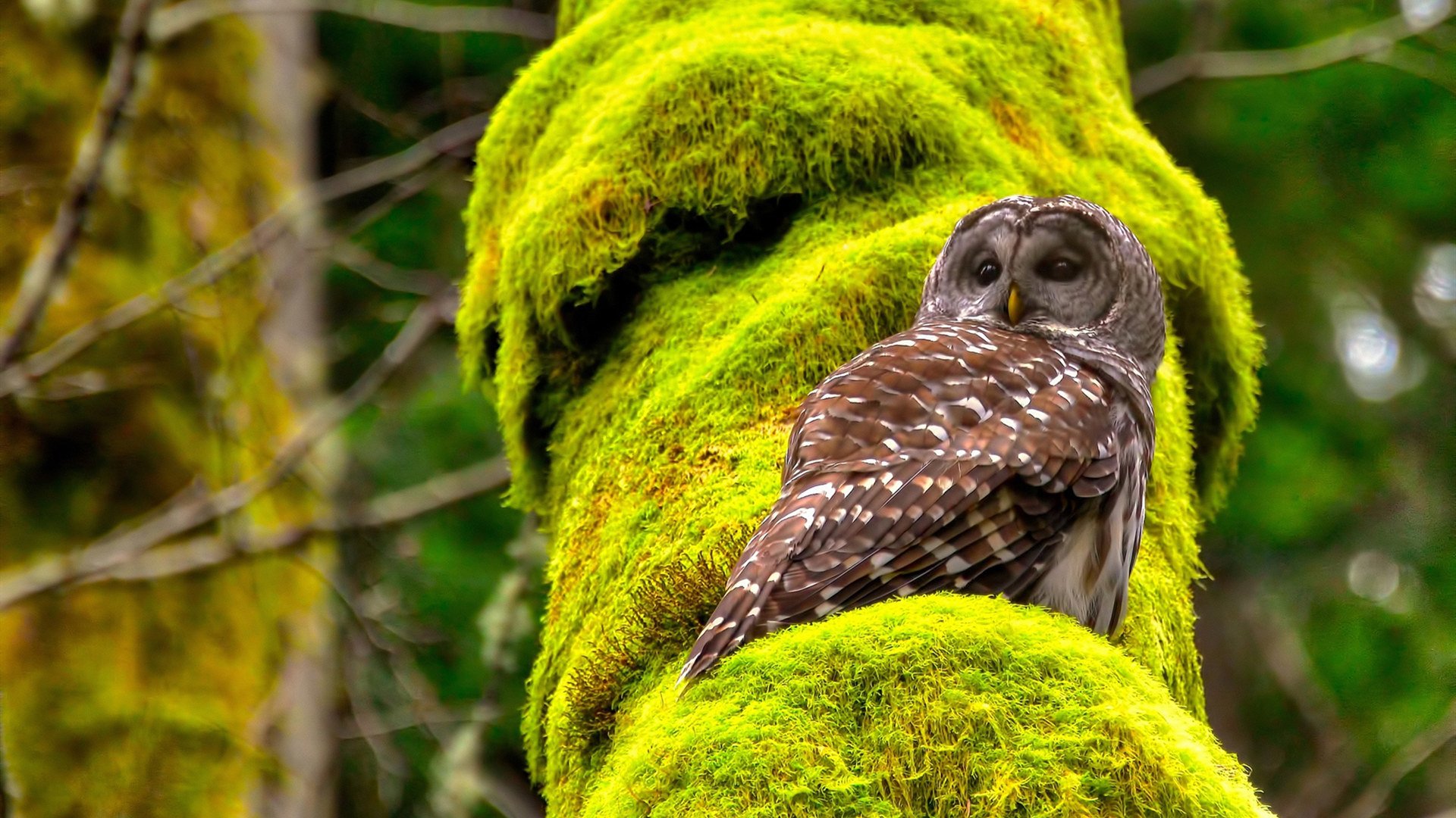 非洲雄鹰展翅！迪亚斯点燃进攻火焰，尼日利亚3-0横扫伊拉克