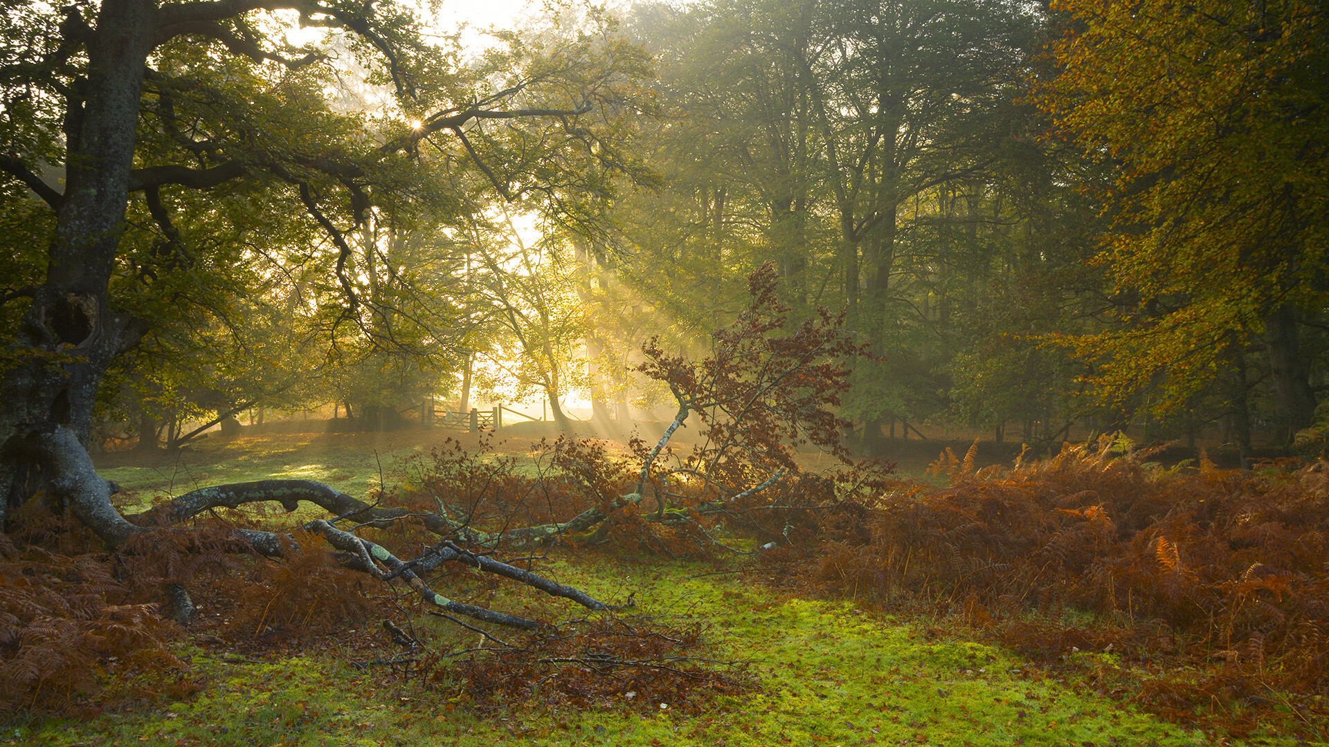 坎特,暗夜中的无声引擎,以节奏之名谱写非典型中场史诗