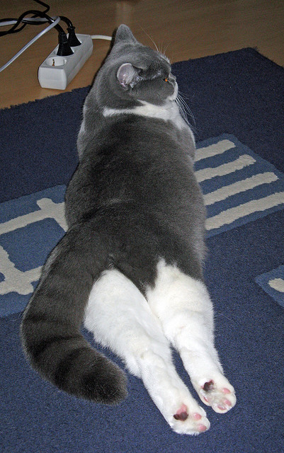 欧冠赛场惊现平行时空？威尔士红龙横扫尼日利亚超级雄鹰的魔幻一夜