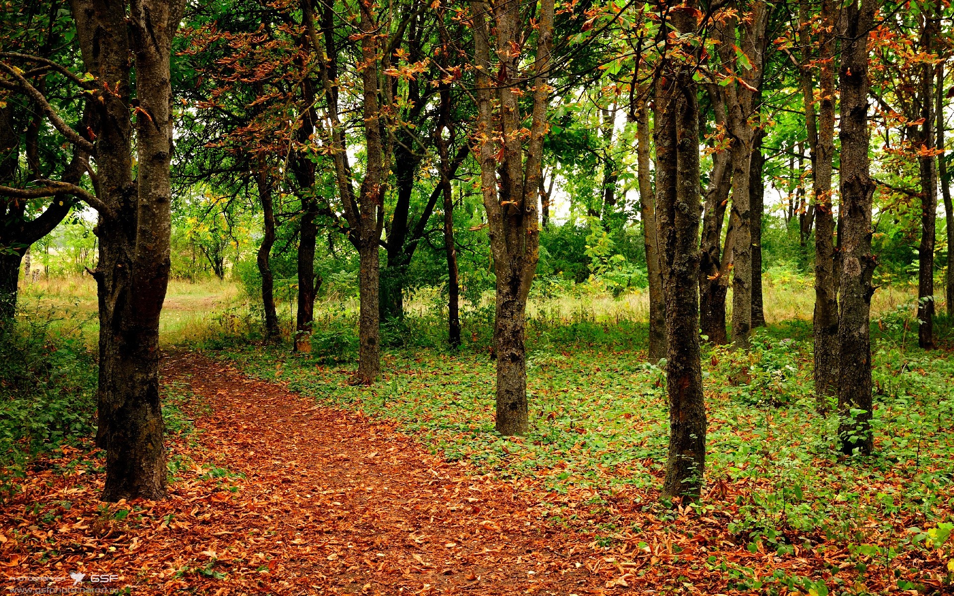 孤星闪耀，铁骑踏阵！迪马利亚魔翼撕碎防线，苏格兰雷霆之势碾压高原雄鹰